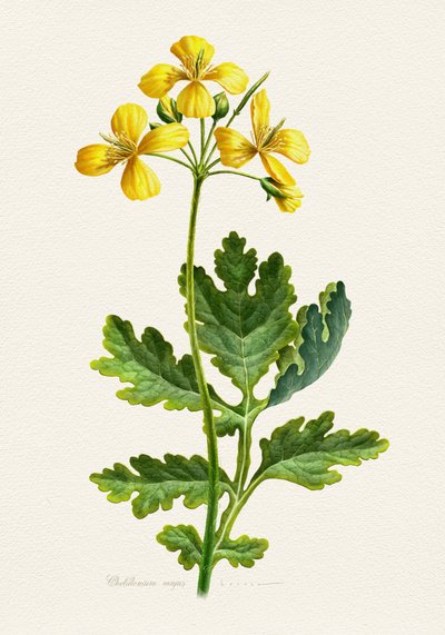 Vintage Celandine Botanical by Juan Hernaz