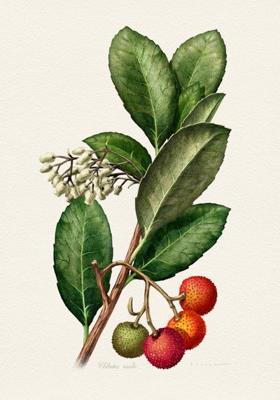 Vintage Strawberry Tree by Juan Hernaz