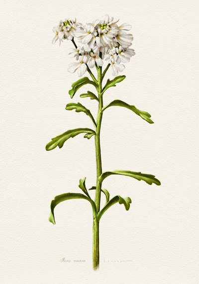 White Candytuft Botanical by Juan Hernaz