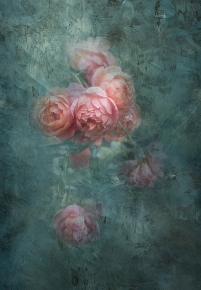 Soft Moody Roses by Judy Tseng