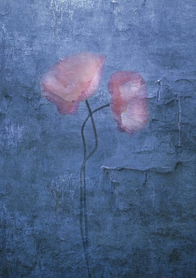 Soft Pink Poppies by Judy Tseng