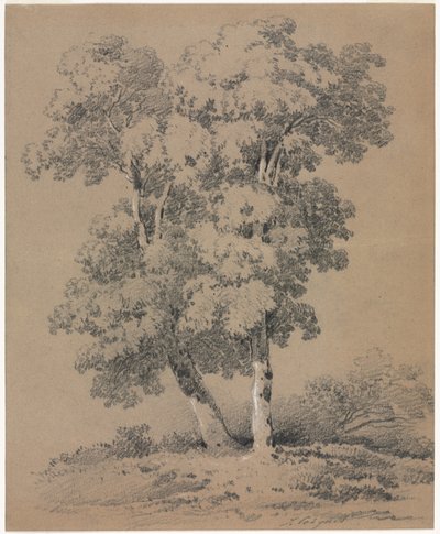 Tree Study by Jules Coignet