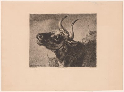 Head of a Bull by Jules Ferdinand Jacquemart