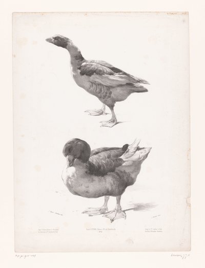 Study of a Goose and a Duck by Jules Joseph Augustin Laurens