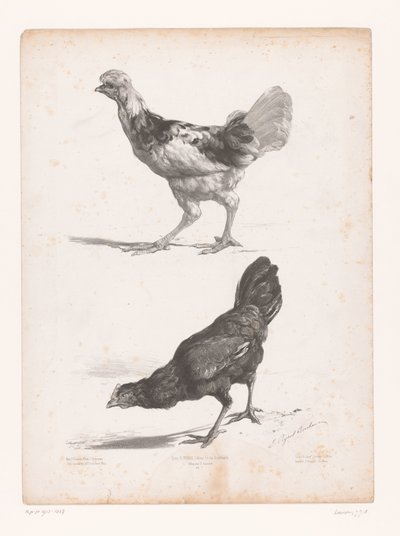 Study of Two Chickens by Jules Joseph Augustin Laurens