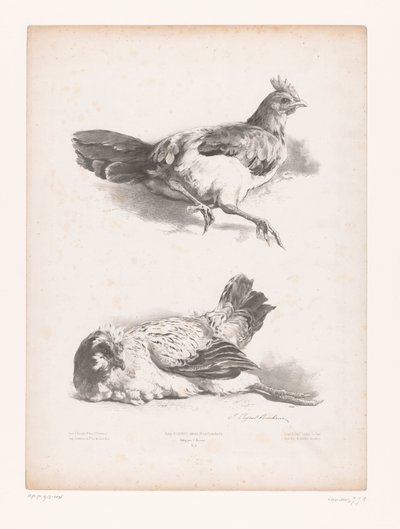 Study of Two Lying Chickens (Animal Studies) (Petites études d