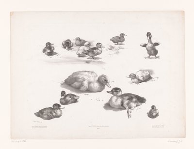 Studies of Ducks and Ducklings (Animal Studies) by Jules Joseph Augustin Laurens