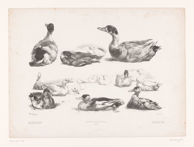 Studies of Groups of Lying Ducks by Jules Joseph Augustin Laurens