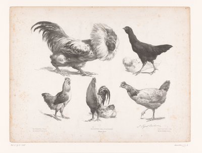 Studies of Various Types of Chickens by Jules Joseph Augustin Laurens