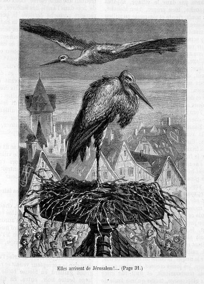 Storks on a roof - in 