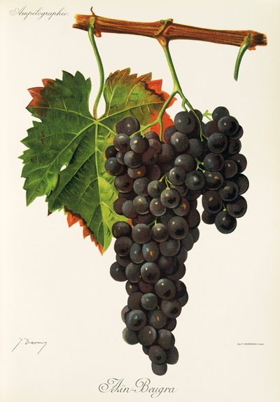 Ain Beugra grape by Jules Troncy