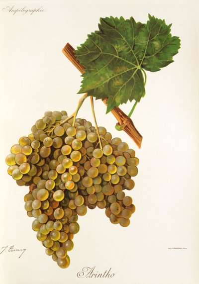 Arintho grape by Jules Troncy