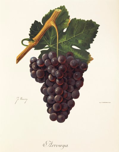 Arrouya grape by Jules Troncy