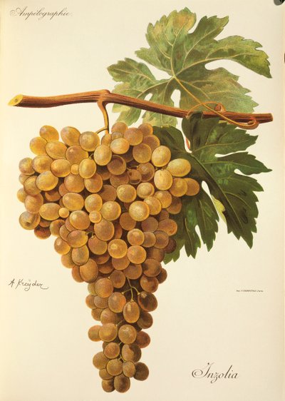 Aspiran grape by Jules Troncy