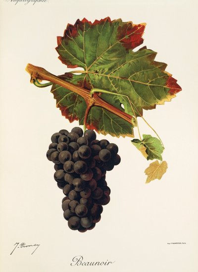 Beaunoir grape by Jules Troncy