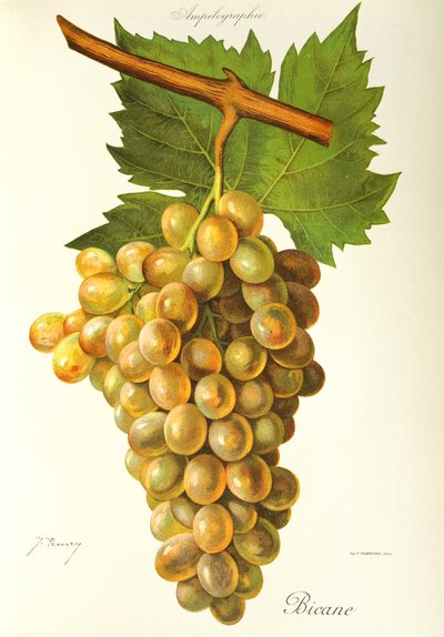 Bicane grape by Jules Troncy