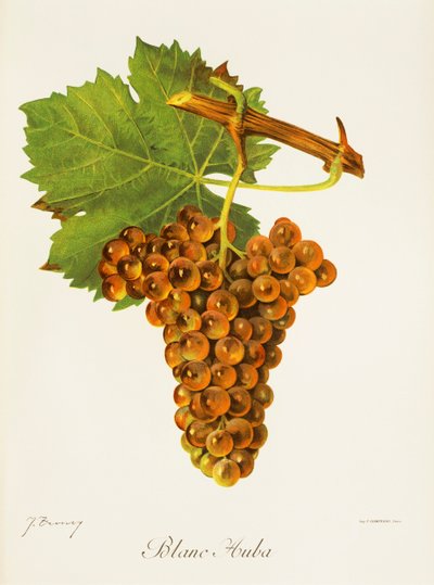 Blanc Auba Grape by Jules Troncy