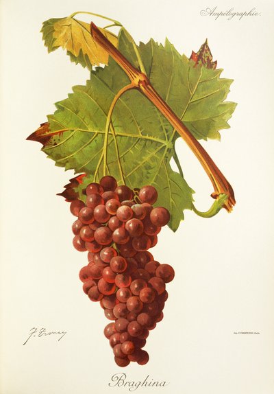 Braghina Grape by Jules Troncy