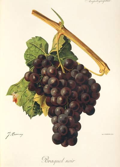 Braquet Noir grape by Jules Troncy