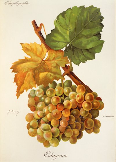 Calagrano grape by Jules Troncy