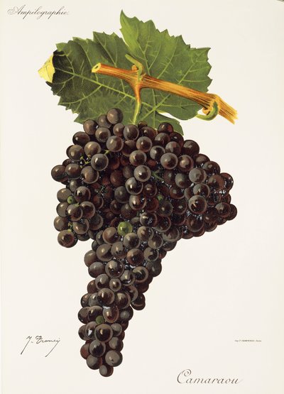 Camaraou Grape by Jules Troncy
