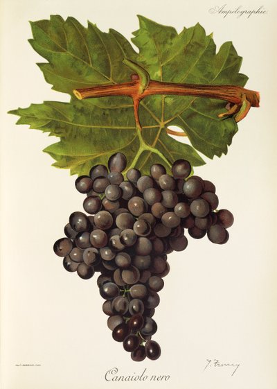 Canaiolo Nero Grape by Jules Troncy