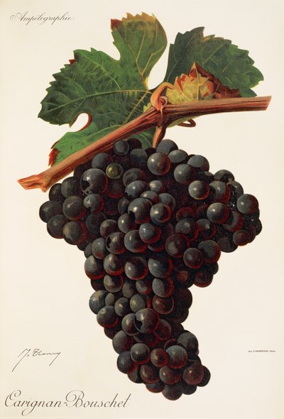 Carigna-Bouschet grape by Jules Troncy