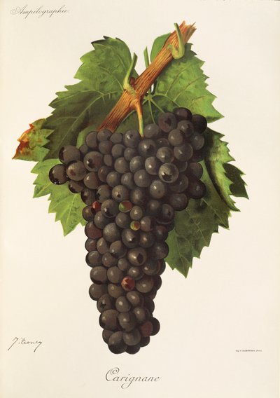 Carignane grape by Jules Troncy