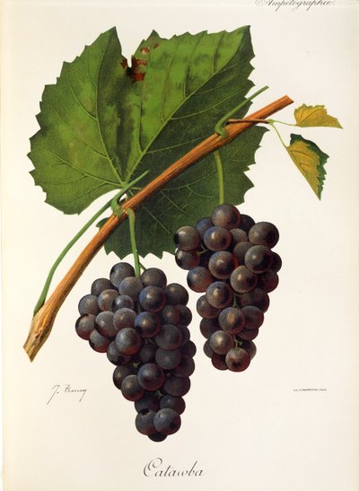 Catawba grape by Jules Troncy