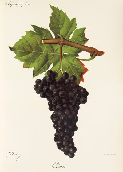 Cesar Grape by Jules Troncy