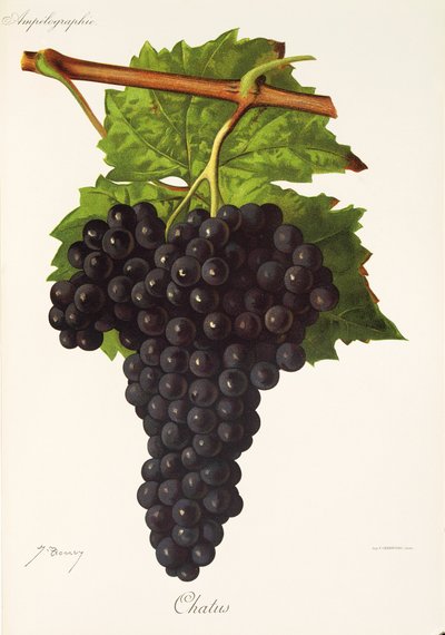 Chatus Grape by Jules Troncy