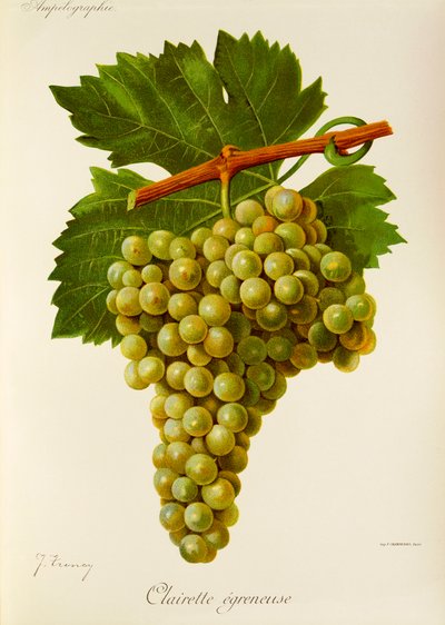 Clairette Egreneuse grape by Jules Troncy