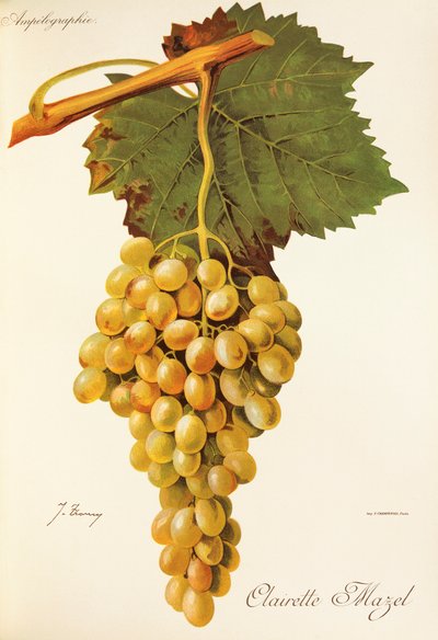 Clairette Mazel grape by Jules Troncy