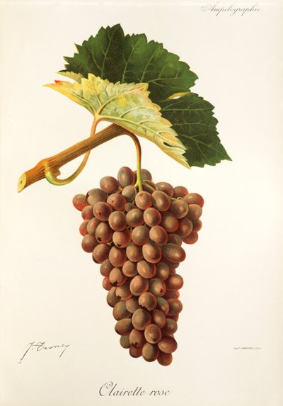Clairette Rose grape by Jules Troncy