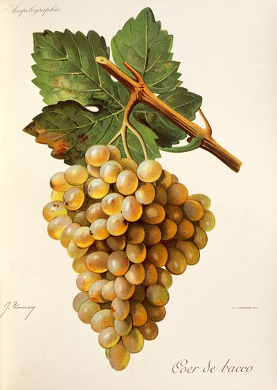 Coer de Bacco grape by Jules Troncy