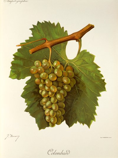 Colombard Grape by Jules Troncy