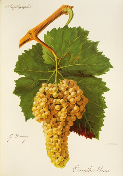 Corinthe Blanc grape by Jules Troncy