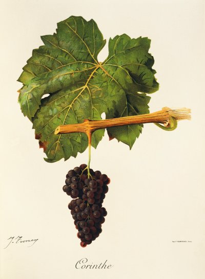 Corinthe grape by Jules Troncy