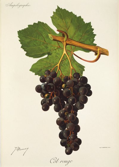 Cot Rouge grape by Jules Troncy