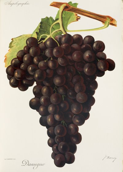 Danugue Grape by Jules Troncy