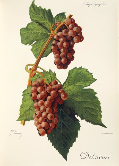 Delaware grape by Jules Troncy