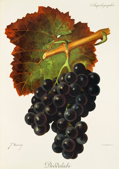 Drodelabi grape by Jules Troncy