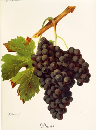 Duras Grape by Jules Troncy