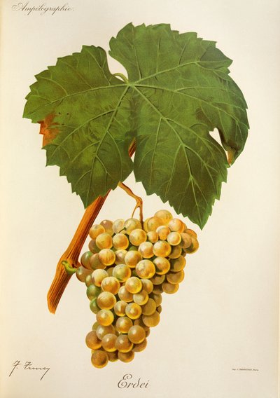 Erdei grape by Jules Troncy