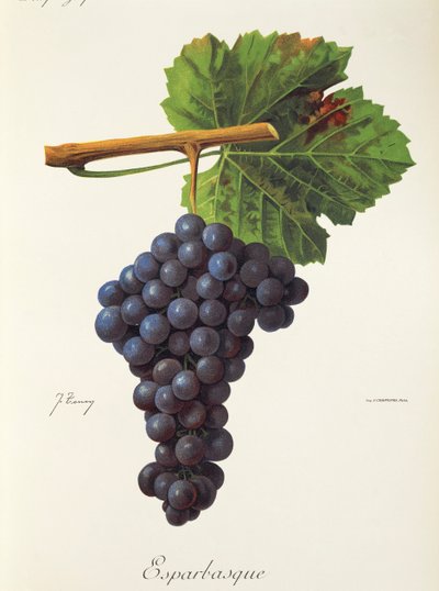 Esparbasque grape by Jules Troncy
