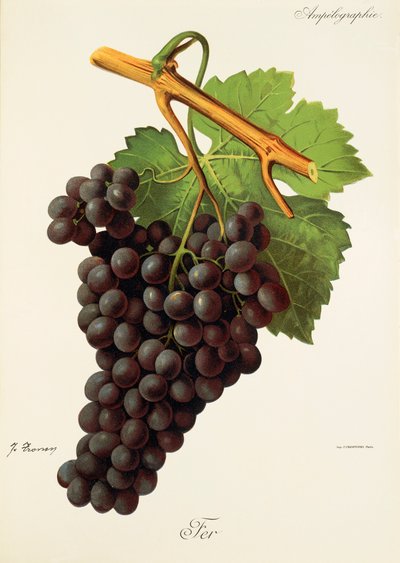 Fer grape by Jules Troncy