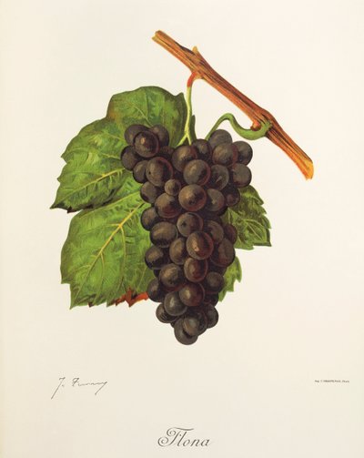 Flona grape by Jules Troncy