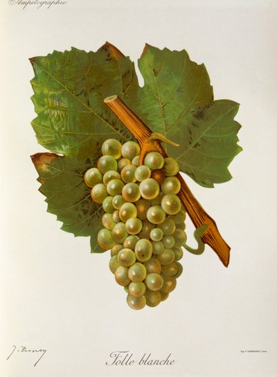 Folle Blanche Grape by Jules Troncy