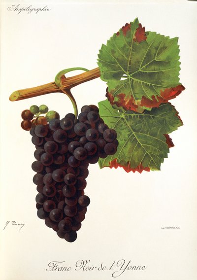 Franc Noir de l