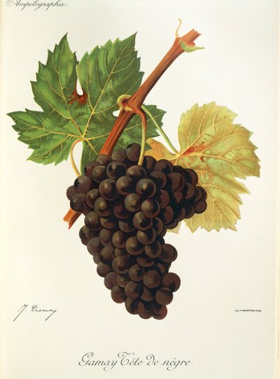 Gamay Tete de Negre grape by Jules Troncy